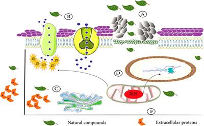 Natural Compounds: A Hopeful Promise as an Antibiofilm Agent Against Candida Species